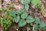 PICTURES/Pigeon Mountain - Wildflowers in The Pocket/t_Trailing Trillium2.JPG